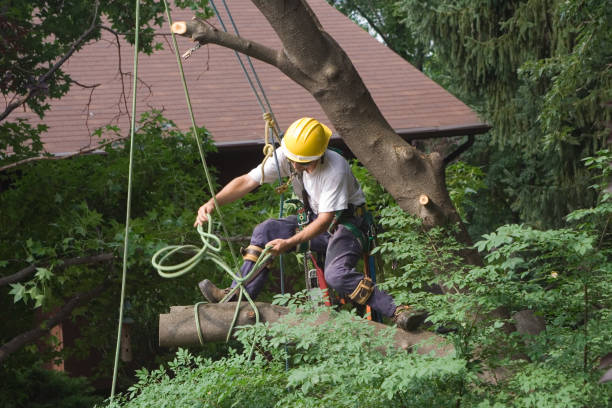 How Our Tree Care Process Works  in  Carrabelle, FL