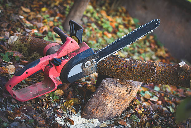 Reliable Carrabelle, FL Tree Care Solutions